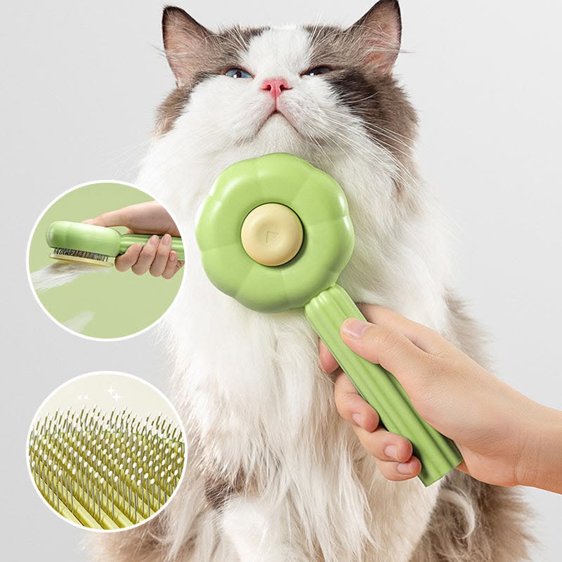The Best Cat Accessories for 2026