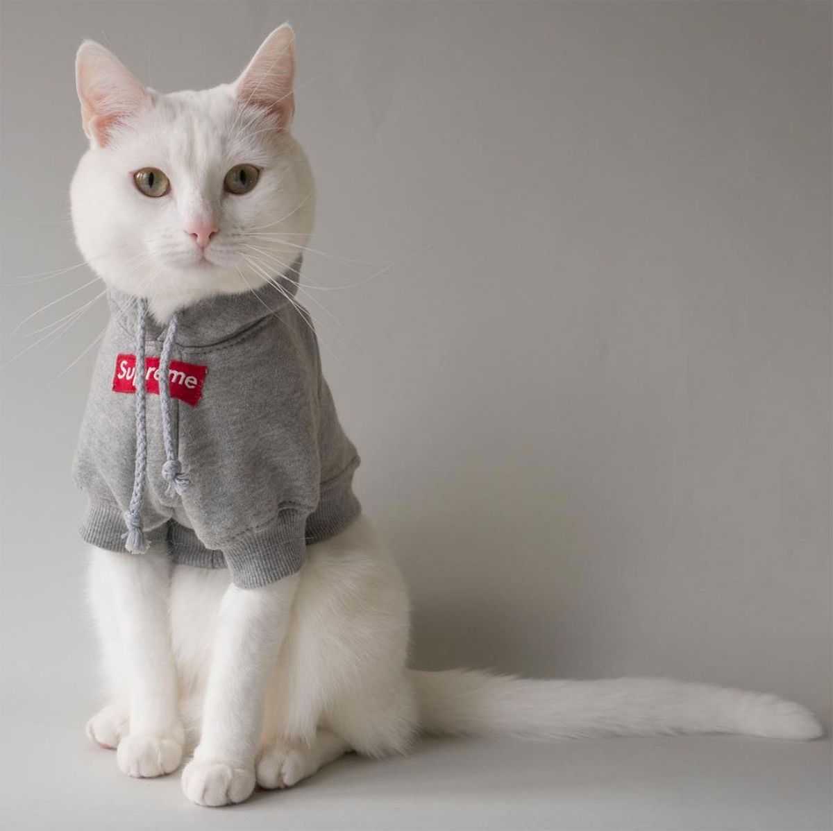 How to Choose the Best Cat Clothes