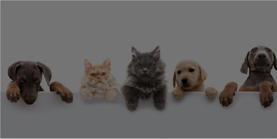 FOOD CATS – Healthy & Delicious Cat Meals | Digollo